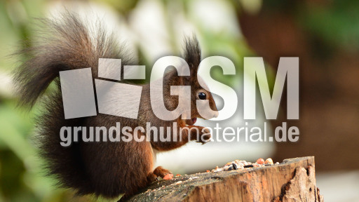 Eichhörnchen (29).jpg